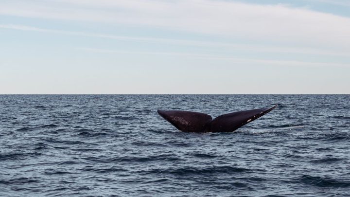 Ballena franca austral observada desde una embarcación autorizada frente a Península Valdés.