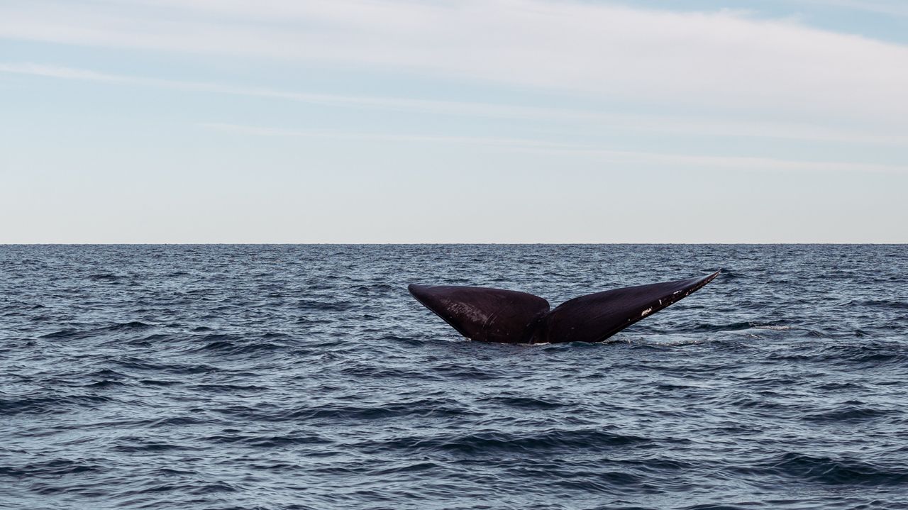 Ballena franca austral observada desde una embarcación autorizada frente a Península Valdés.
