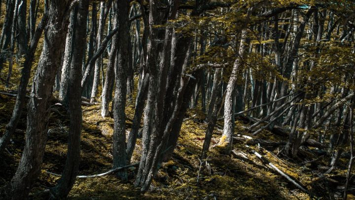 Equipo técnico midiendo árboles y vegetación en un bosque nativo argentino.