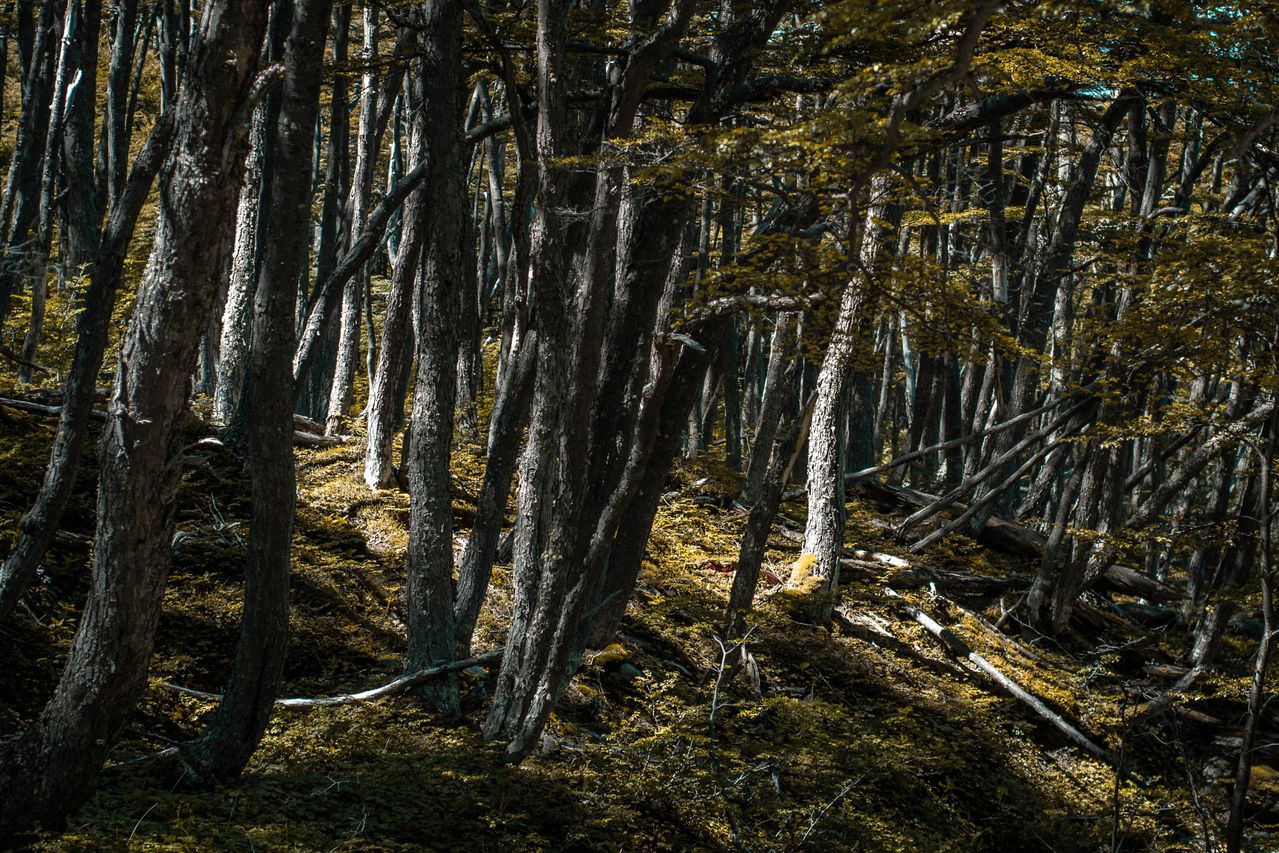 Equipo técnico midiendo árboles y vegetación en un bosque nativo argentino.
