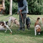 Persona paseando un perro con correa en un parque urbano limpio y arbolado.