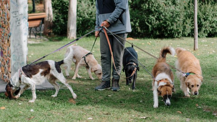 Persona paseando un perro con correa en un parque urbano limpio y arbolado.