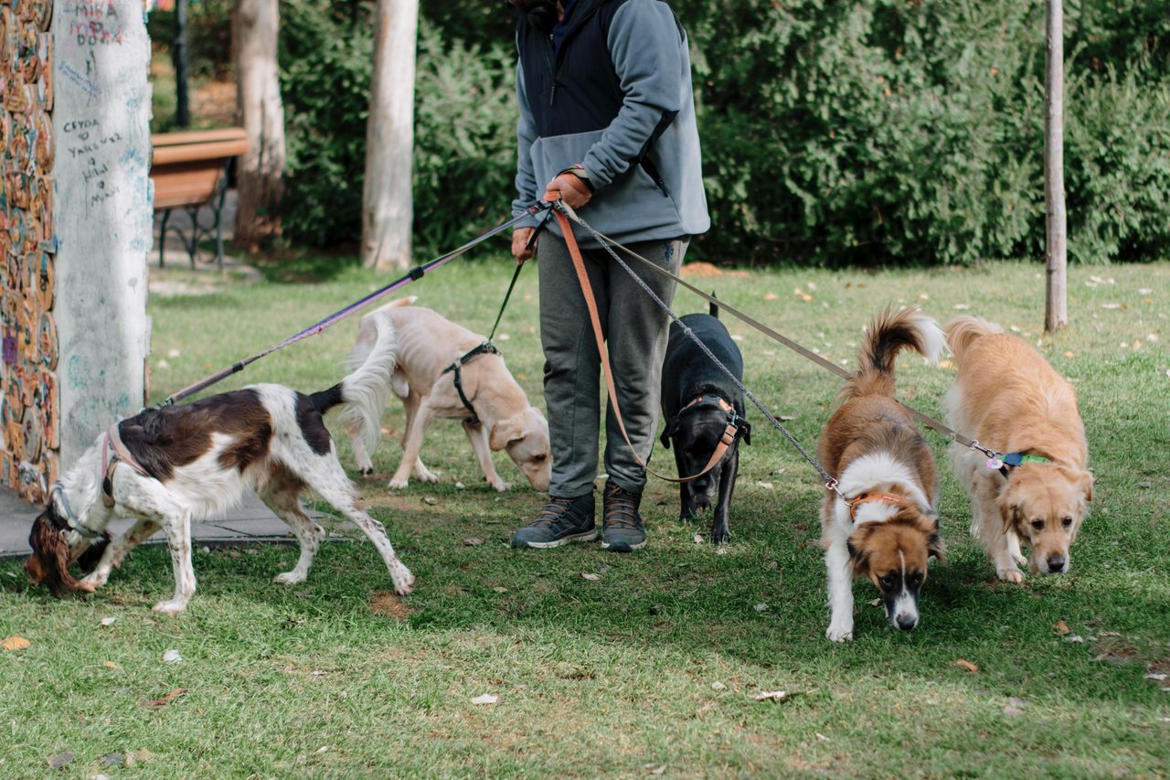 Persona paseando un perro con correa en un parque urbano limpio y arbolado.